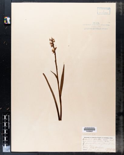 Habenaria dilatata