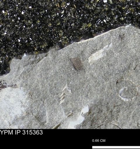 undet. Mollusca