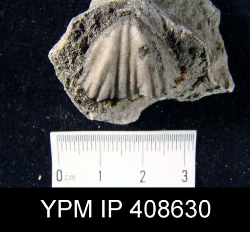 undet. Rhynchonellida