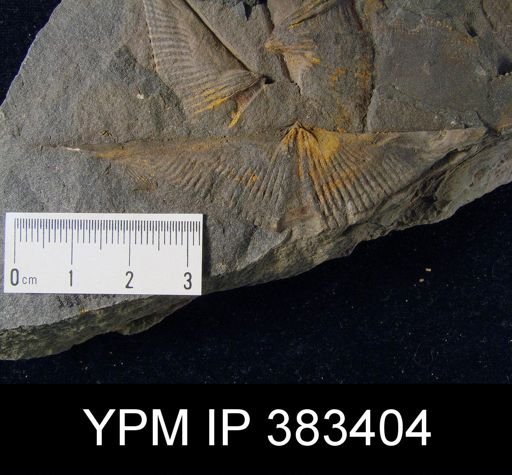 Mucrospirifer mucronatus