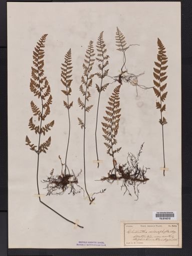 Cheilanthes