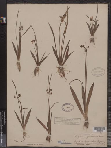 Sagittaria graminea