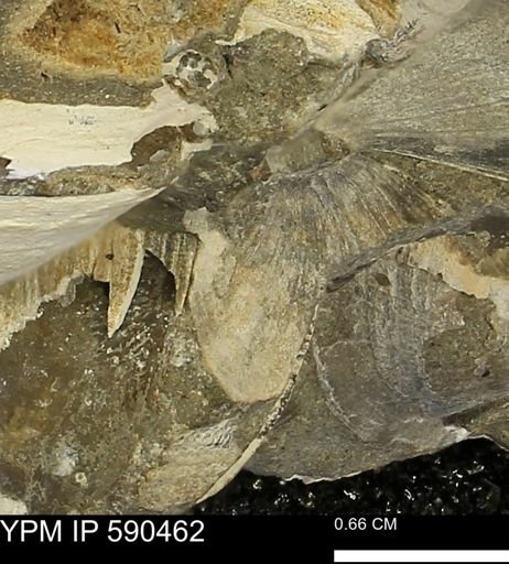 undet. Bivalvia