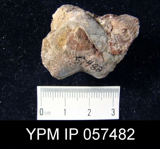 Meristella atoka