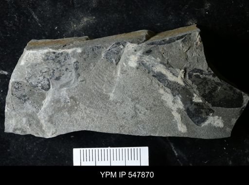 undet. Eurypterida
