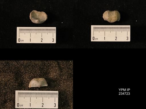 Marginifera splendens