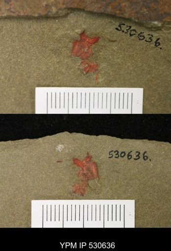 undet. Stylophora