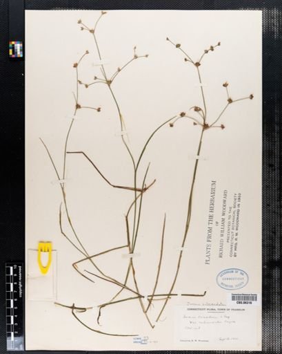 Juncus subcaudatus