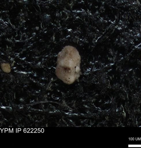 undet. Foraminiferida