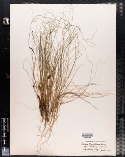 Carex trisperma
