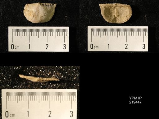Chonetes granulifer