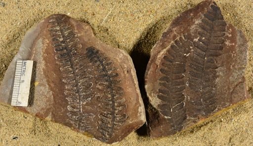 Pecopteris unitus