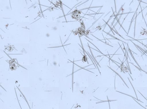 Halichondria sp.