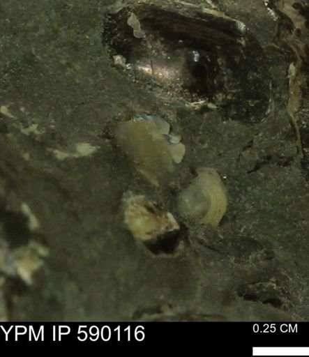 Pachymelania?