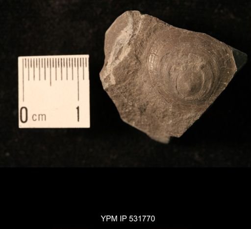 Orbiculoidea lodiensis media