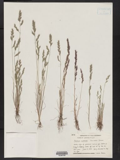 Festuca octoflora