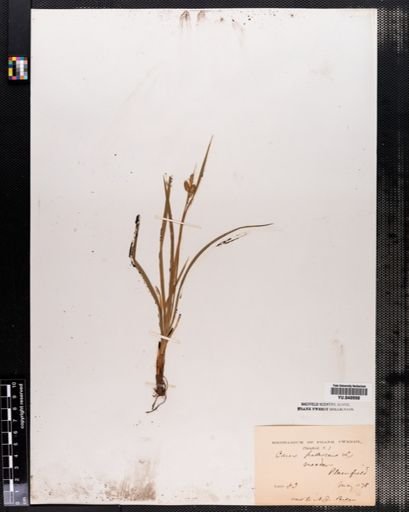 Carex pallescens
