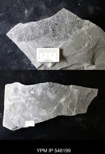 undet. Eurypterida