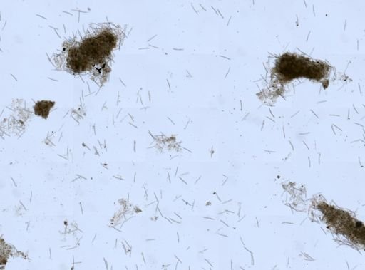 Haliclona sp.