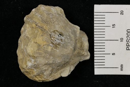 Meekella striatocostata