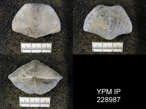 Neospirifer texanus
