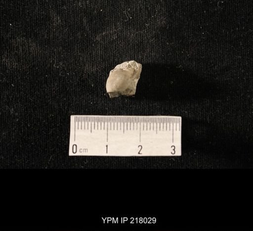 Sphaerodoma sp.