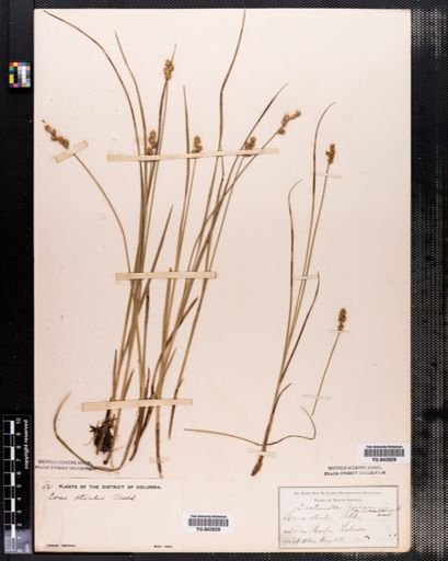 Carex sterilis