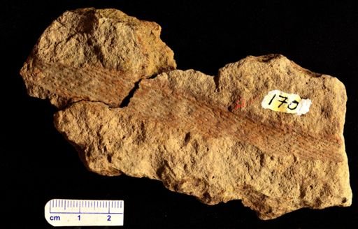Lepidodendron