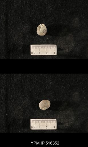Cyclonema humerosum