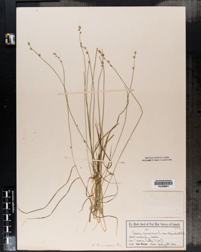 Carex brunnescens