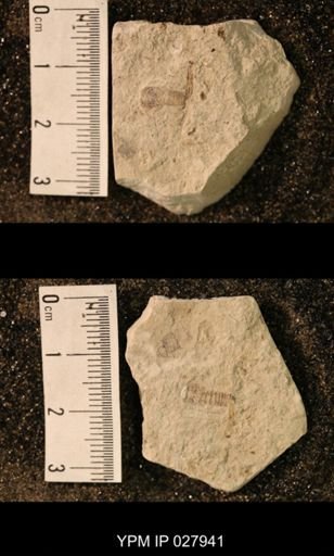 Hexapoda