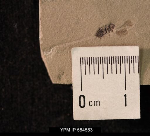 undet. Coleoptera