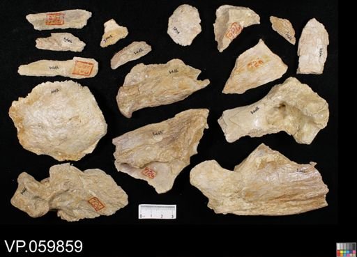 undet. Ichthyodectidae
