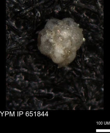 undet. Foraminiferida