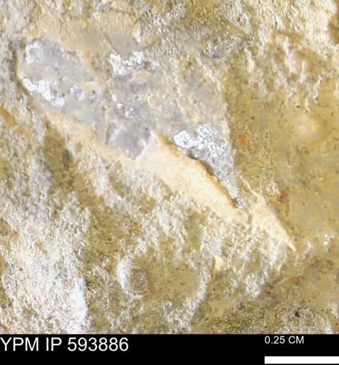 undet. Mollusca
