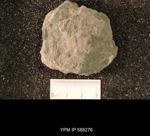 Chonetes illinoisensis