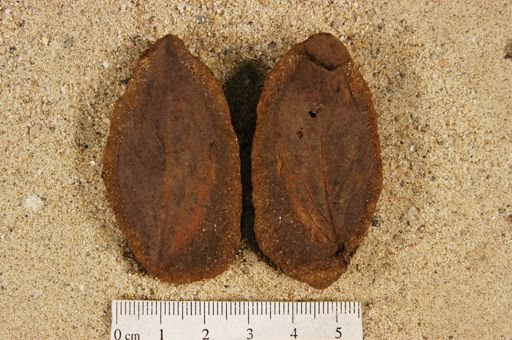 Angiospermopsida