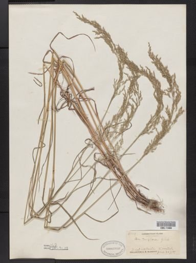 Poa palustris