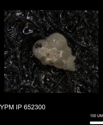 undet. Heterohelicidae