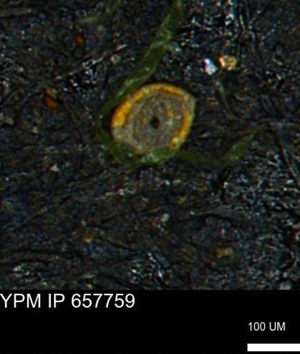 Spirolocammina subcircularis