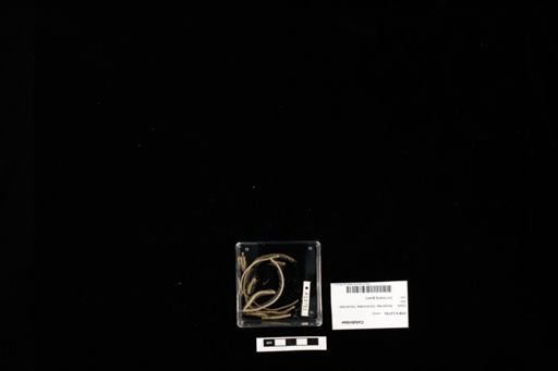 Colubridae
