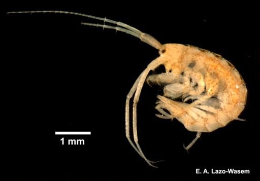 Ampithoe longimana