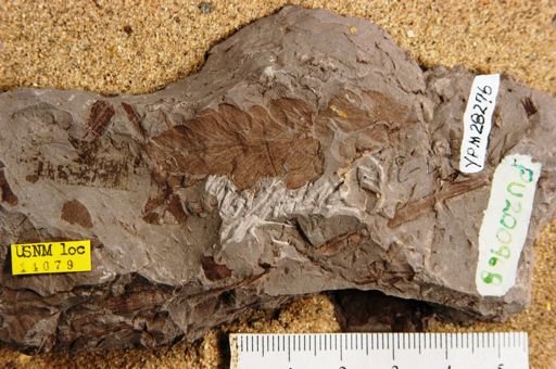Onoclea hesperia