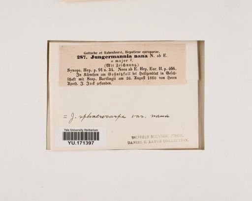 Plantae