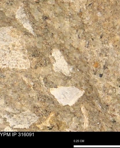undet. Mollusca