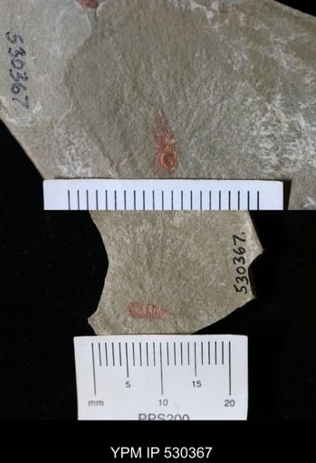 undet. Synziphosurina