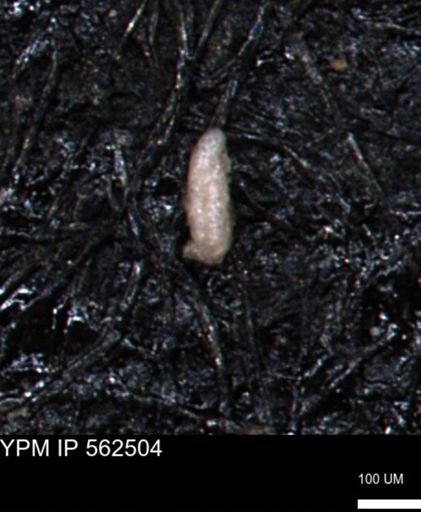Miliammina ischnia