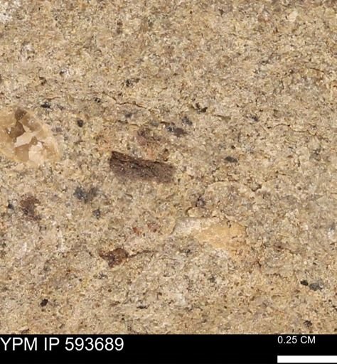 Baculites sp.