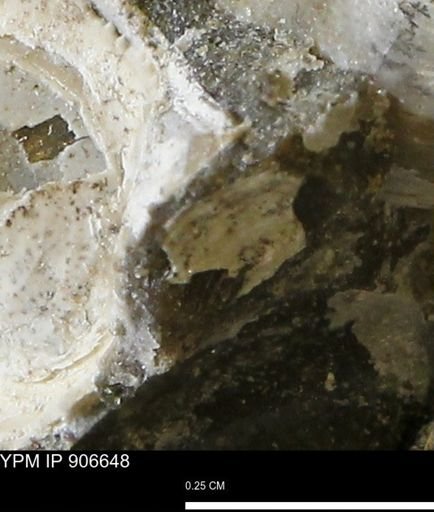 undet. Mollusca