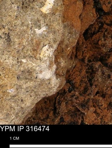 undet. Mollusca